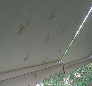 525177_568820923158319_88524596_n